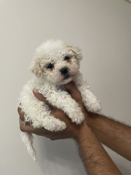 Maltipoo