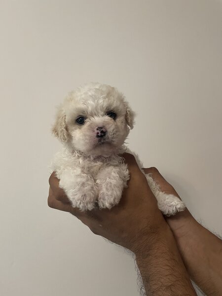 Maltipoo
