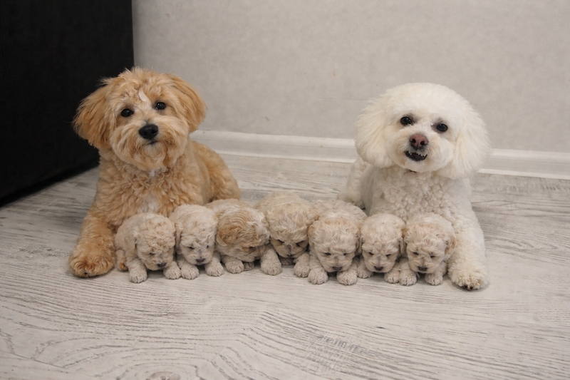 Maltipoo