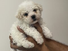 Maltipoo