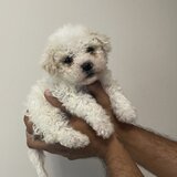 Maltipoo
