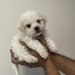 Maltipoo
