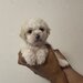 Maltipoo