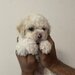 Maltipoo