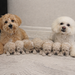 Maltipoo